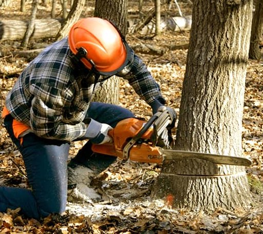 Tree Removal in Dudley, PA